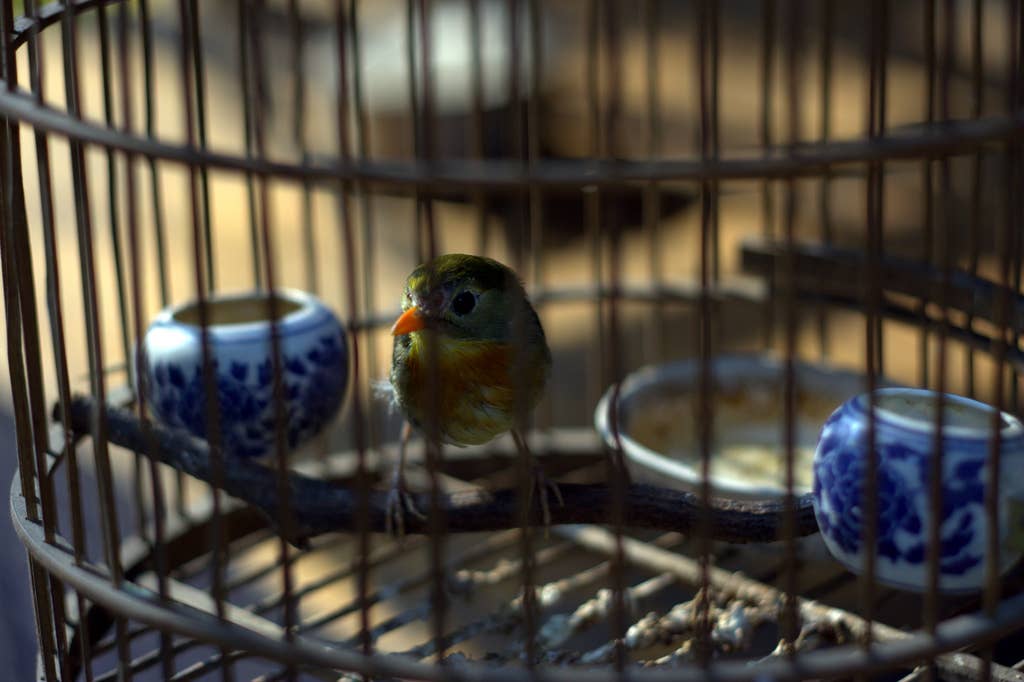 Can You Take a Bird to the Animal Shelter? Essential Guide