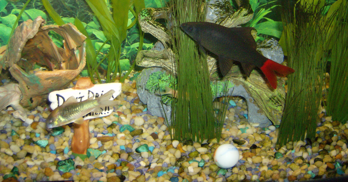 How to Introduce New Species to an Established Aquarium: Expert Tips