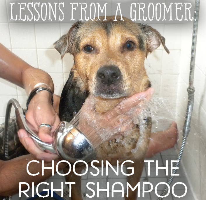 Can I Use Head And Shoulders Shampoo on My Dog: Safety Tips Explained