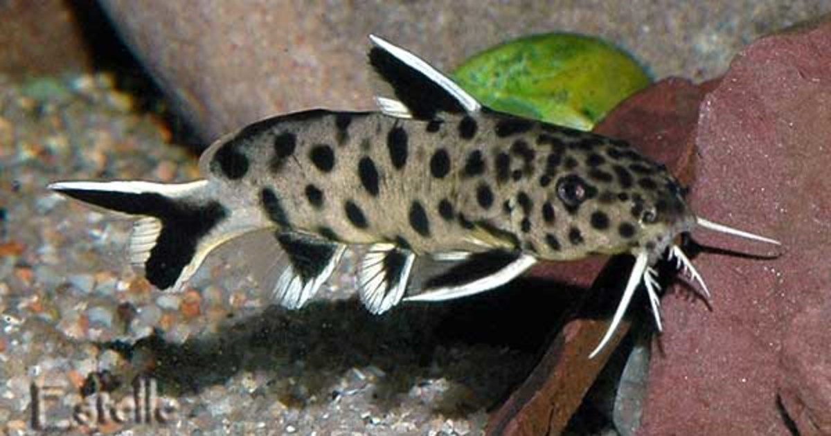 Lighting for Small Catfish Species: Essential Tips for Success