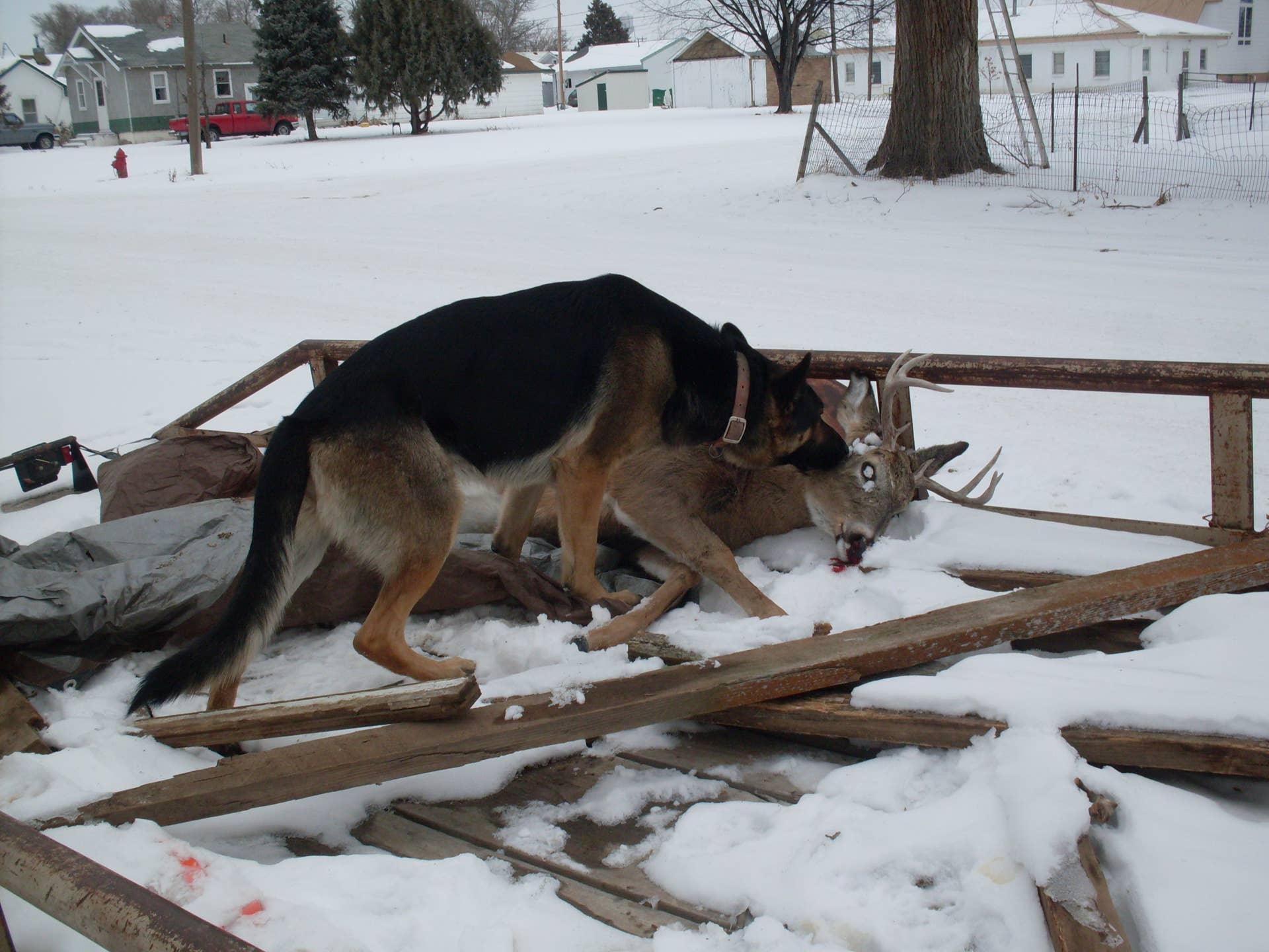 Can Deer Eat Dog Kibble: Surprising Facts Every Owner Must Know