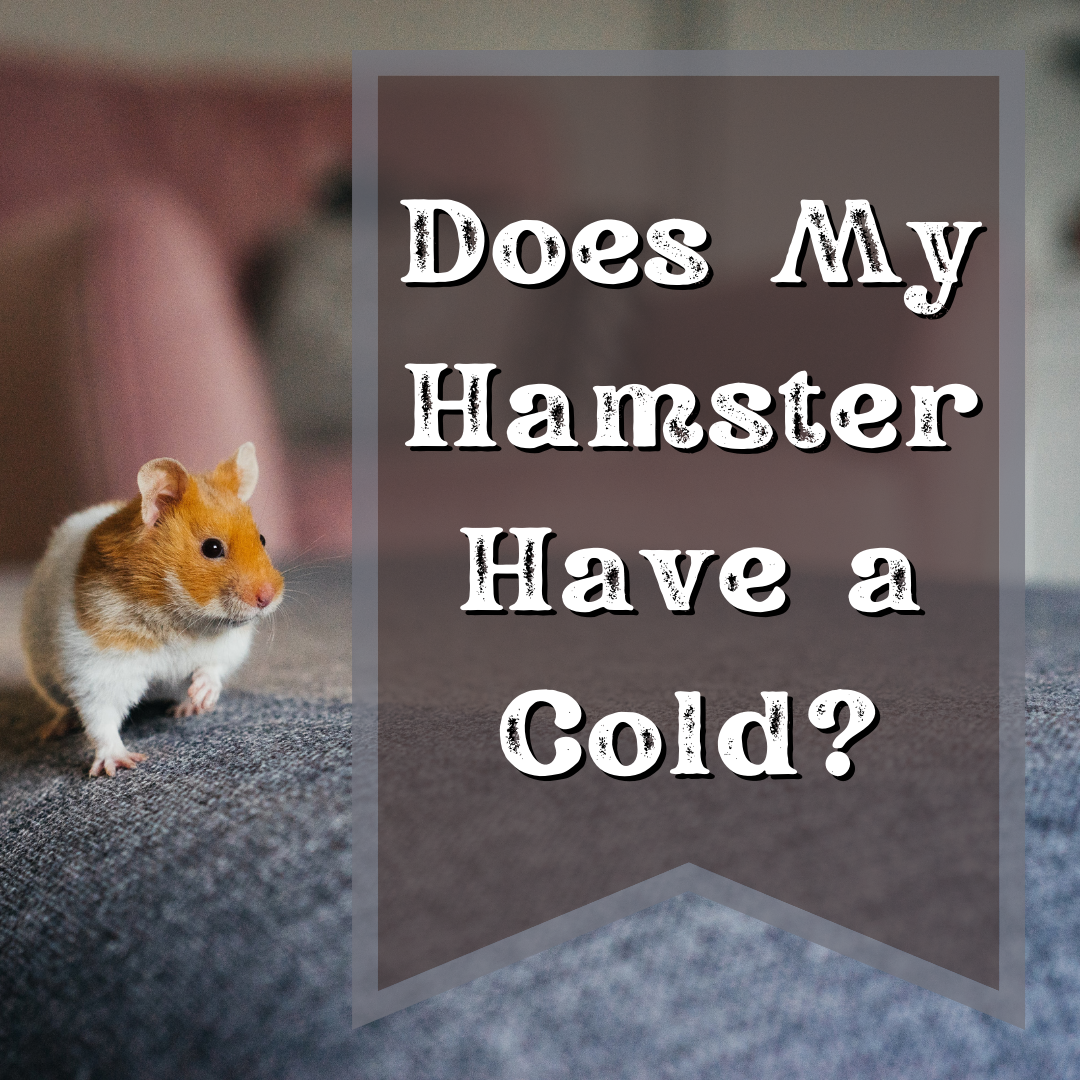 Can Hamsters Survive in Cold Weather? Essential Insights