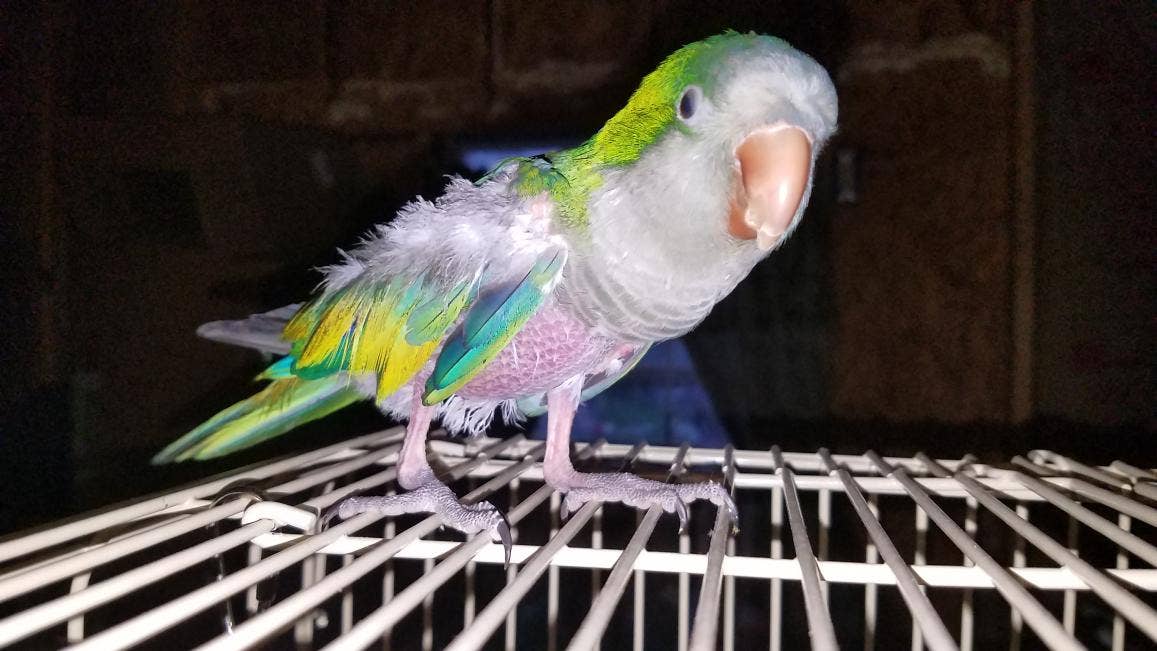 Do Birds Pick Up on Our Behavior? Surprising Insights Revealed