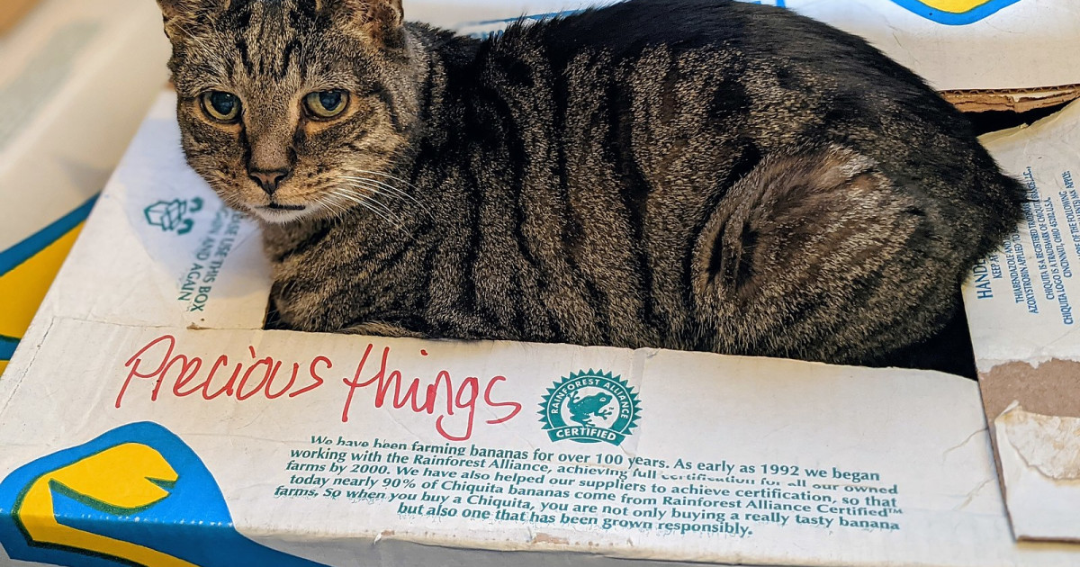 Why Do Cats Sit on You: Surprising Reasons You Must Know