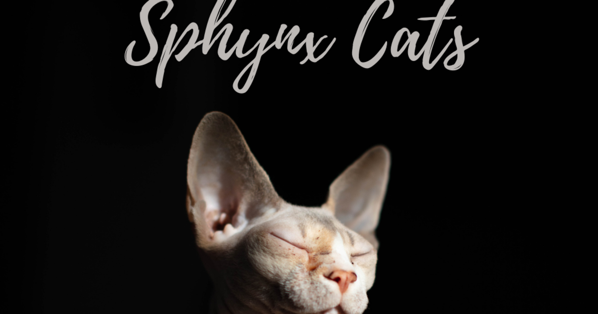 Sphynx Cat Behaviour: Unveiling Secrets of Affectionate Pets