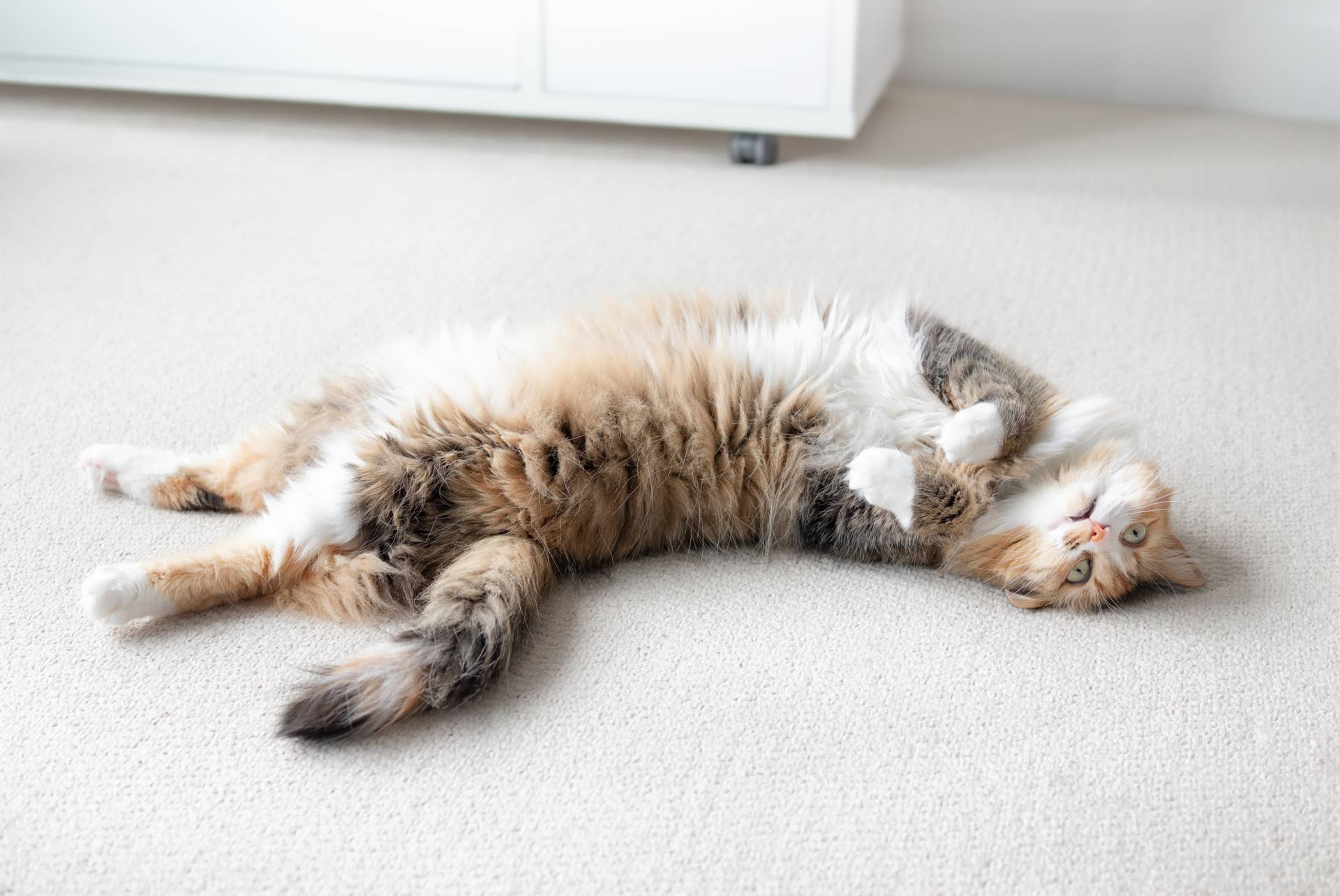 'Unfriendly' Cat's Transition After Being Shown Love Is Just Beautiful ...