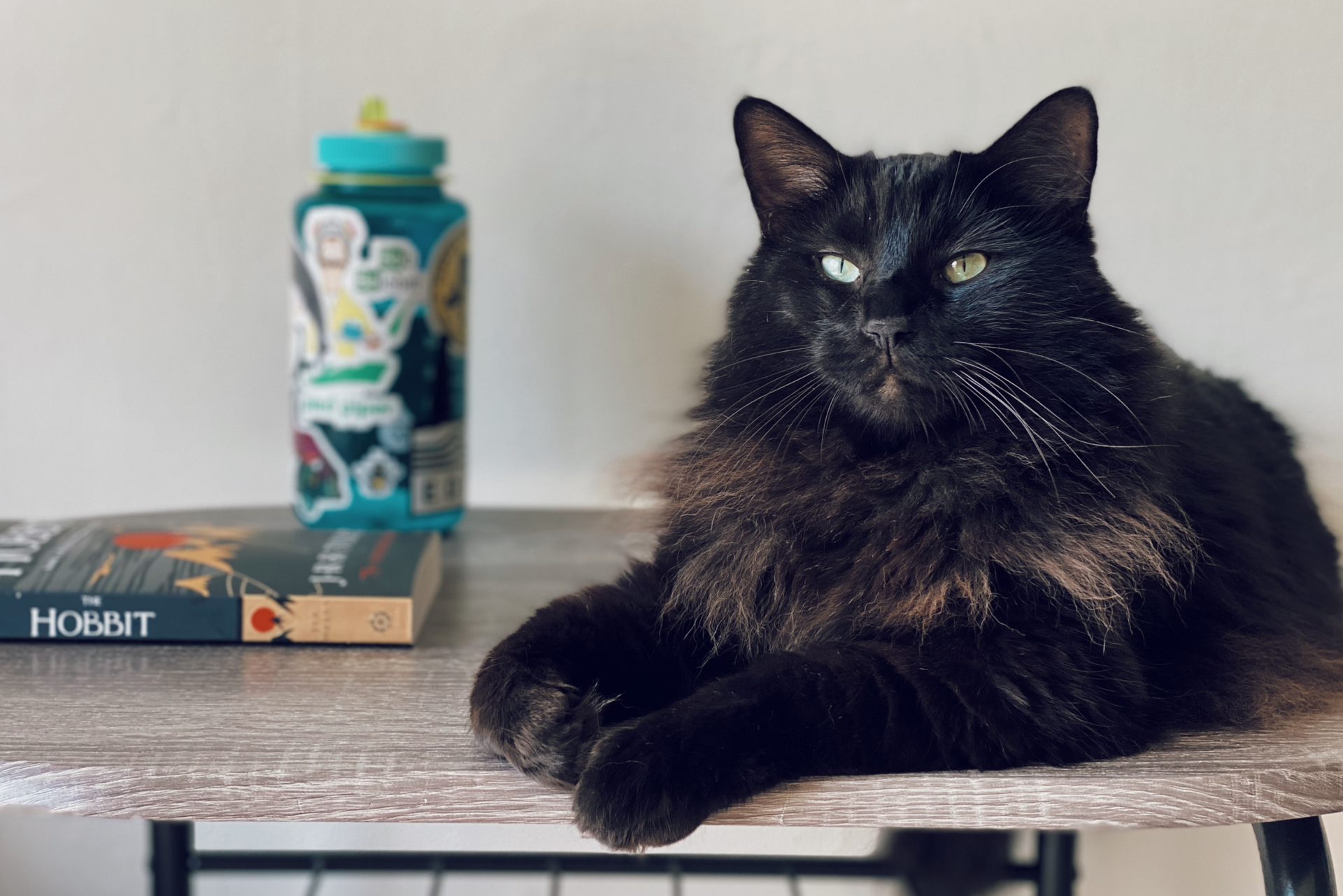 Image showcasing Cat Urinary Tract Infection Home Remedies - PetHelpful