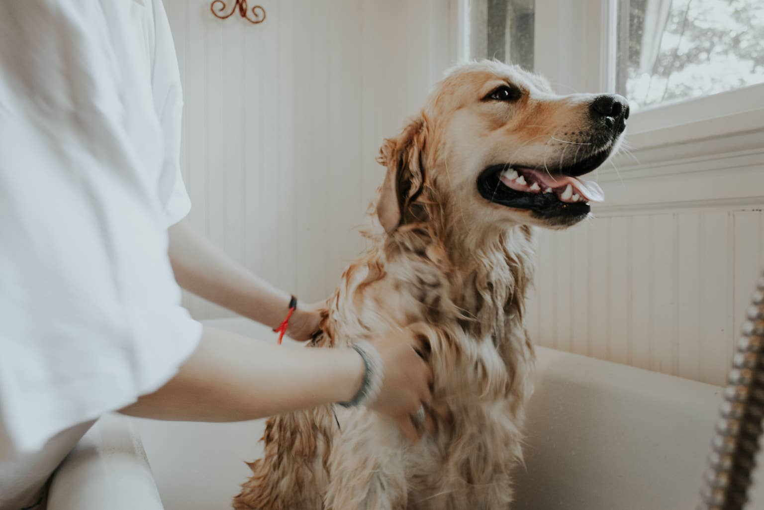 Should I Brush My Dog before Or After a Bath: Expert Tips Revealed