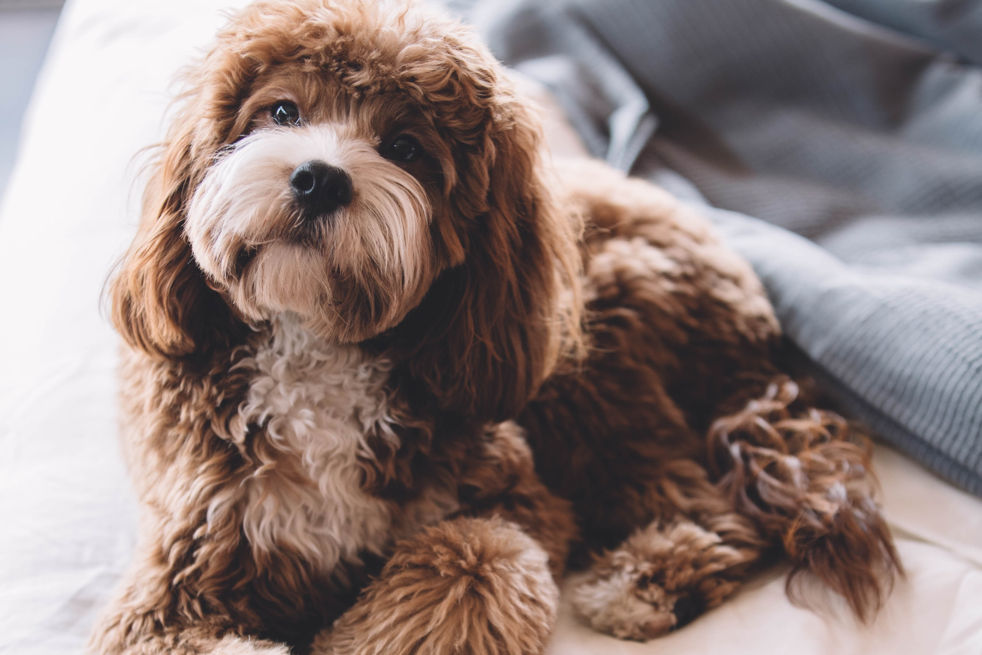 Pregnant Dog Behavior Week by Week: Essential Signs & Tips