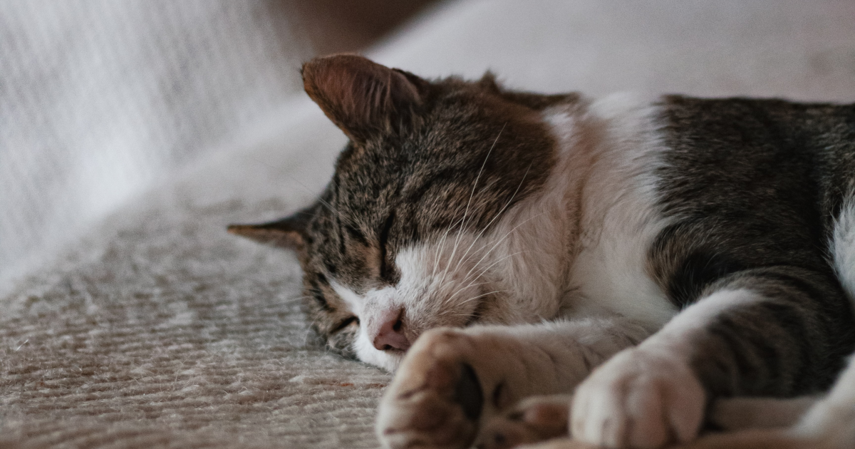 Do Cats Know When They are Dying: Unveiling Feline Intuition