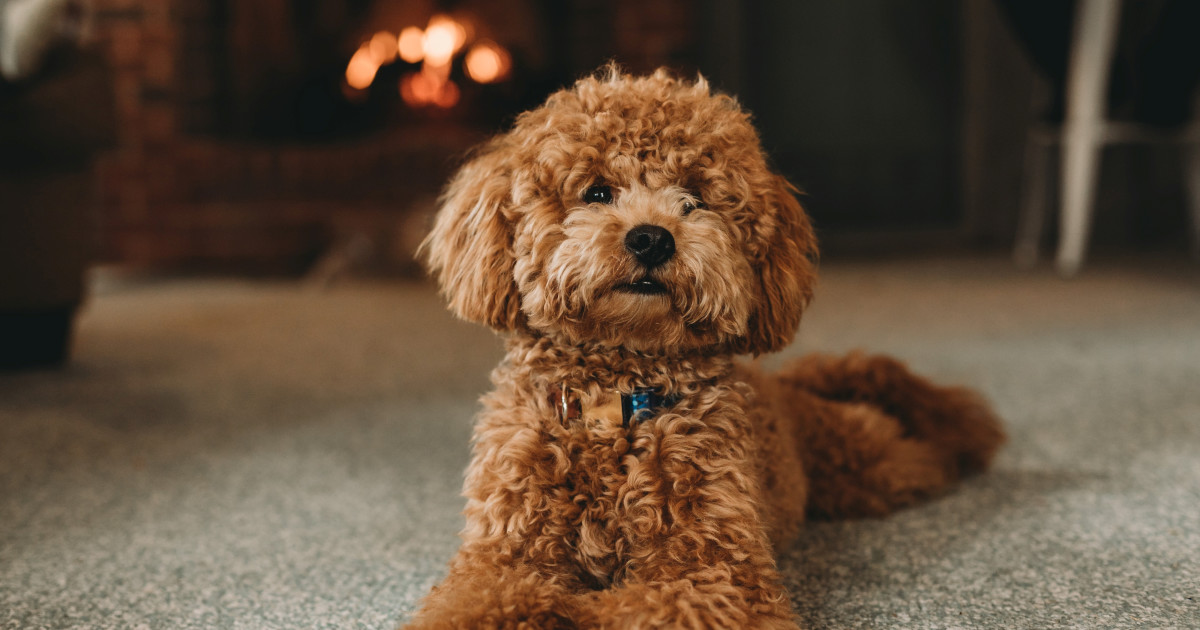 Dog Breeds That Dont Shed: Discover Low-Maintenance Pets