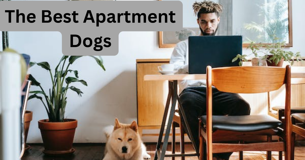 Which Hypoallergenic Dog Breeds Are Best for Apartment Living: Top Picks