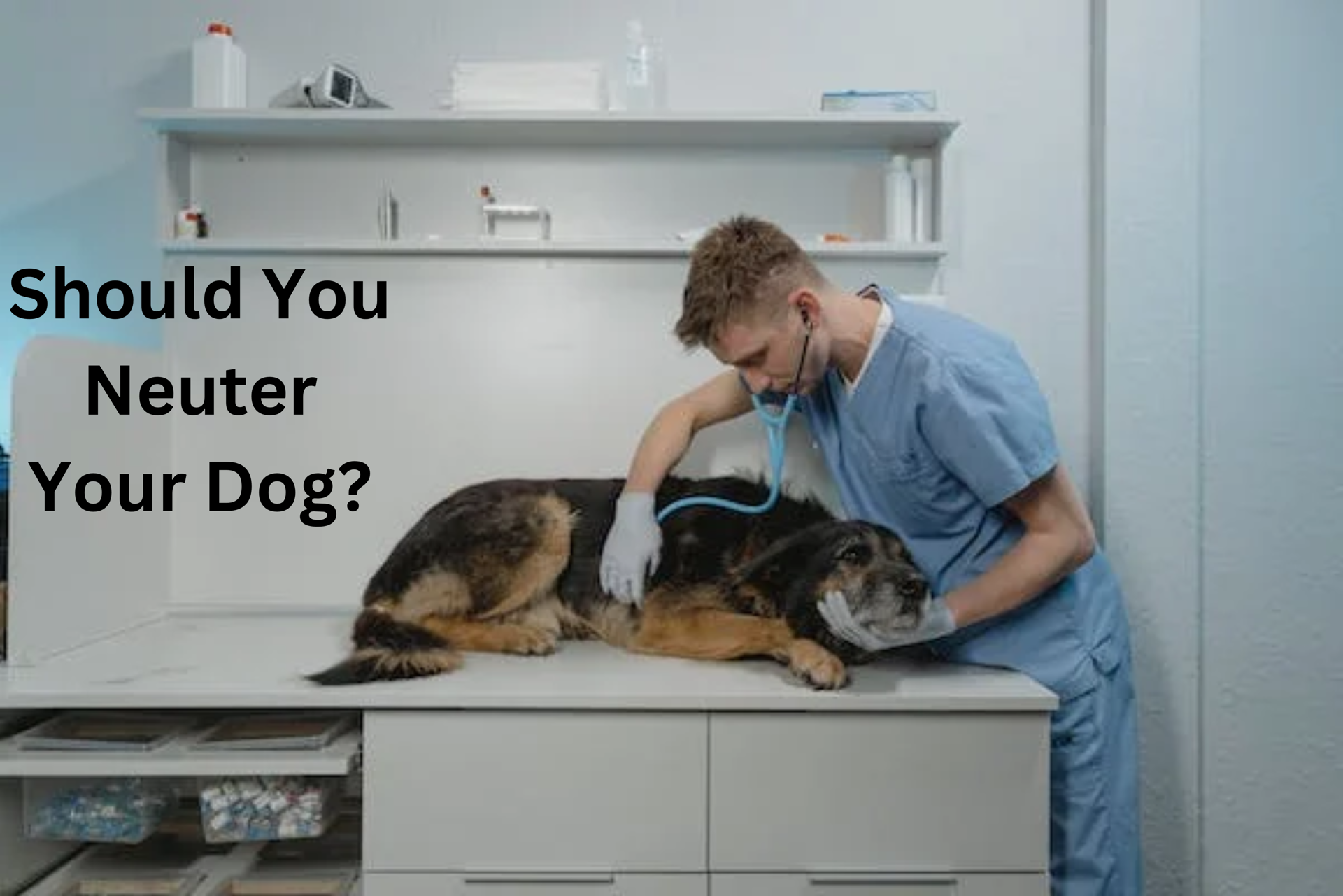 Male Dog Behavior After Neutering: What Every Owner Must Know