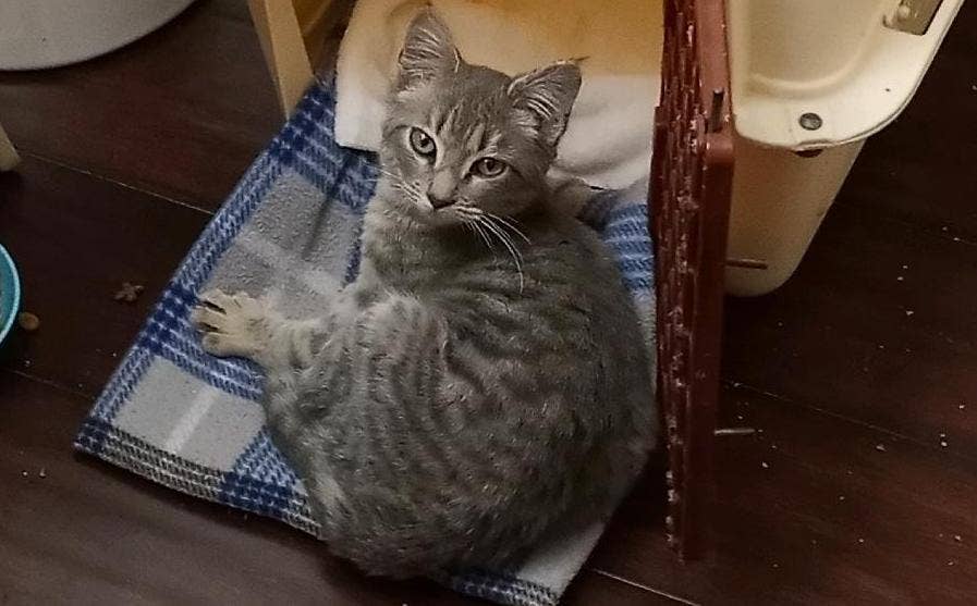 Image showcasing How Much Liquid Ivermectin Can I Use on My Cat? - PetHelpful