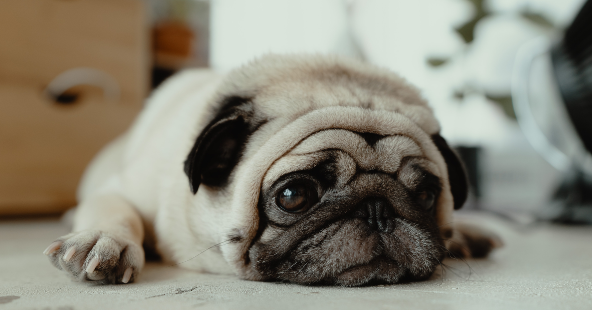 How to Train Your Dog to Stop Whining: Effective Tips That Work