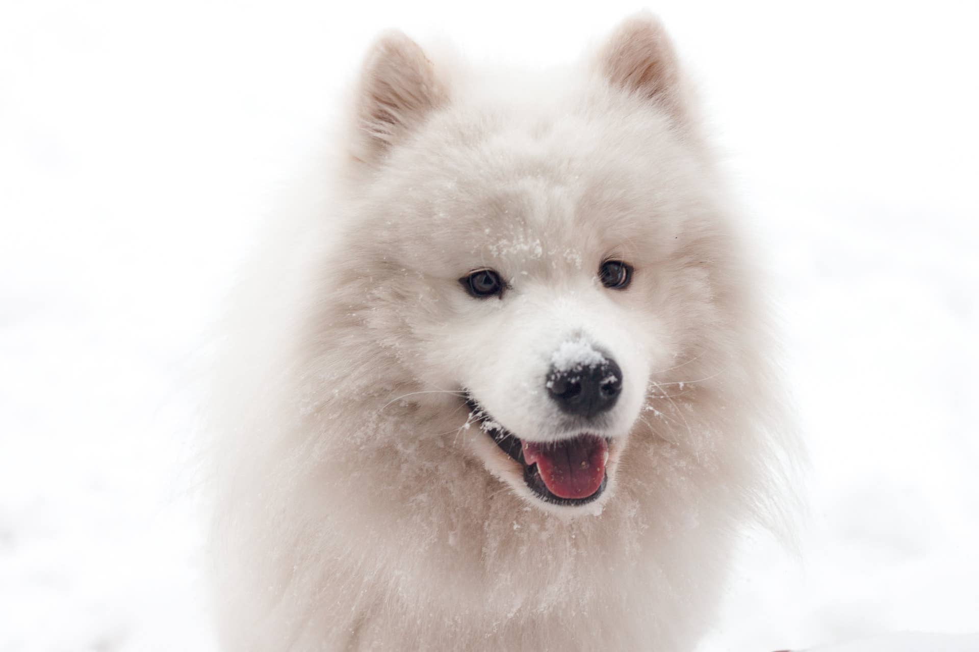 Which Dog Breeds Shed the Most: Uncover the Truth