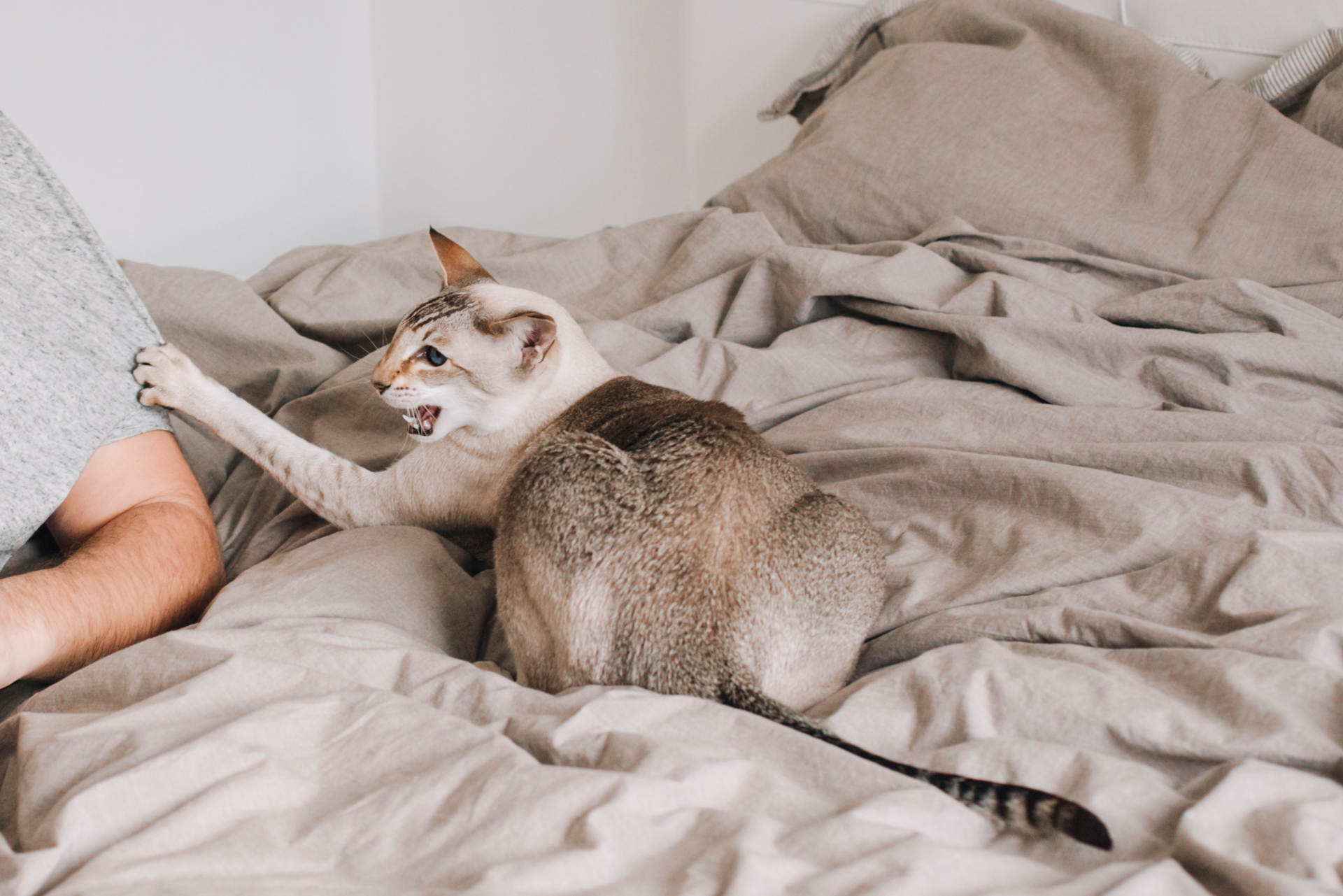 How to Treat Aggressive Cat Behavior: Expert Strategies