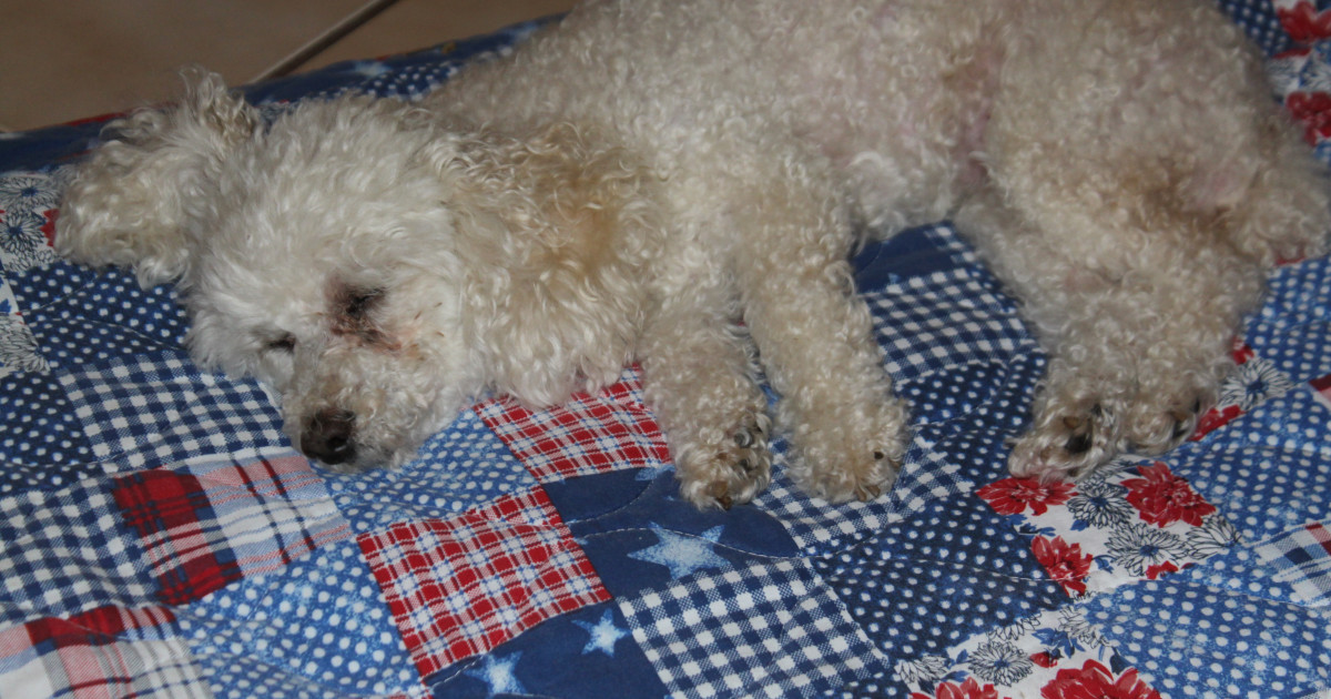 What Does the Vet Do With a Dead Dog: Sensitive Steps