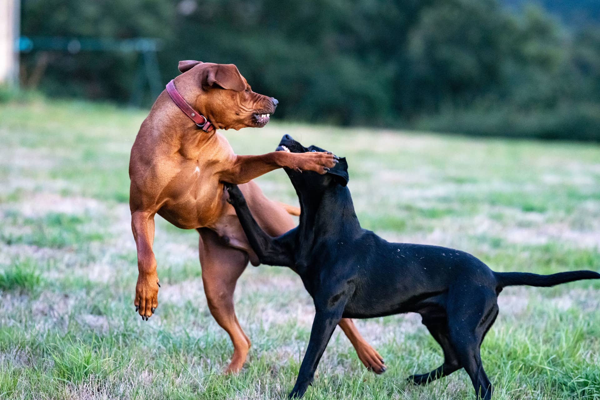 Neutering Dogs Aggressive Behavior: Effective Solutions That Work
