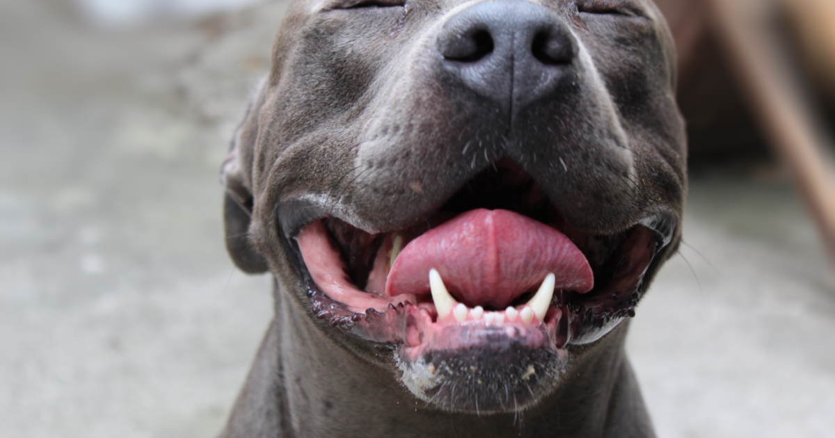 How to Train Pitbull Dog: Expert Tips for Success