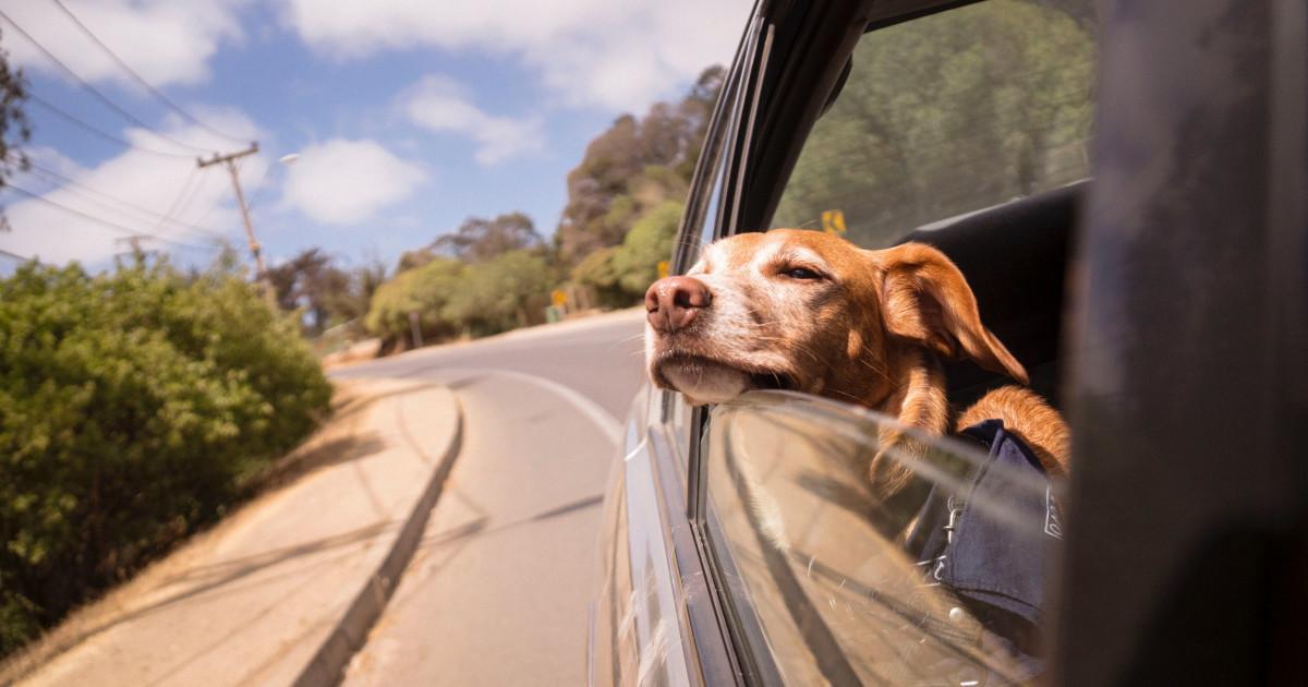 How to Keep Pets Calm During Car Rides: Expert Tips & Tricks