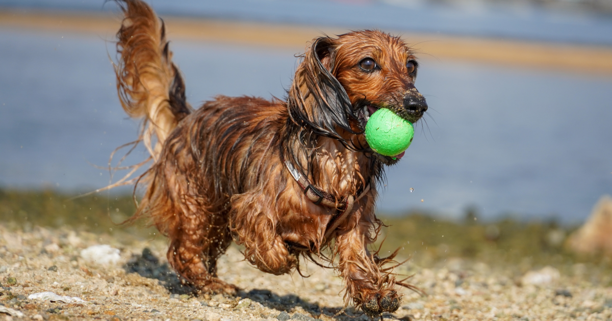 How to Train Your Dog to Play Fetch: Expert Tips