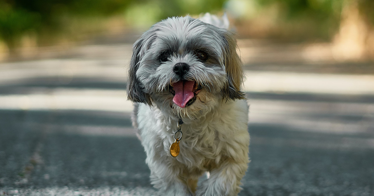 Which Dog Breeds are Considered Hypoallergenic: Top Allergy-Friendly Picks