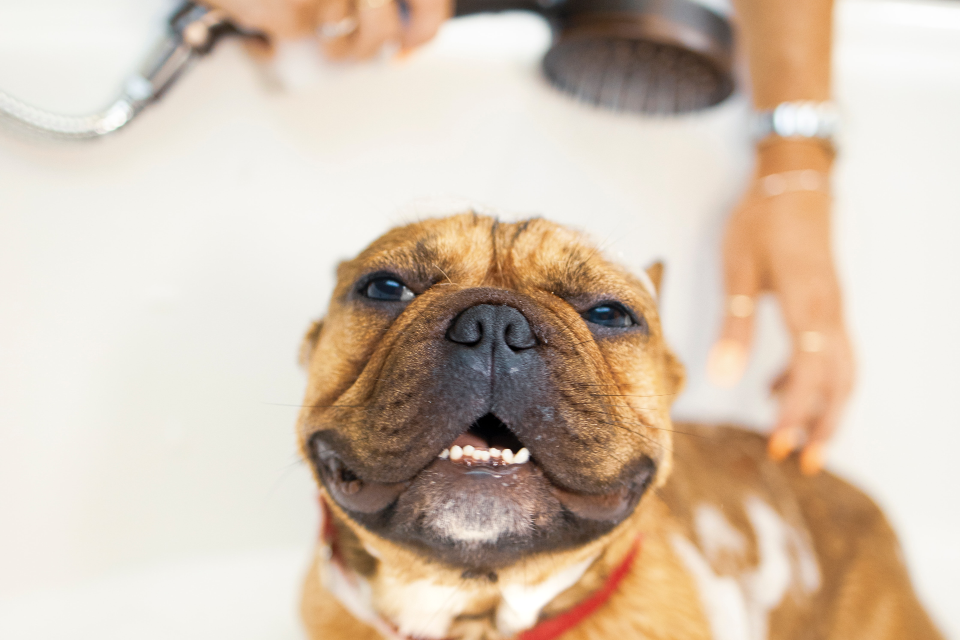 How Often Should You Bathe a Dog With Fleas: Essential Guide