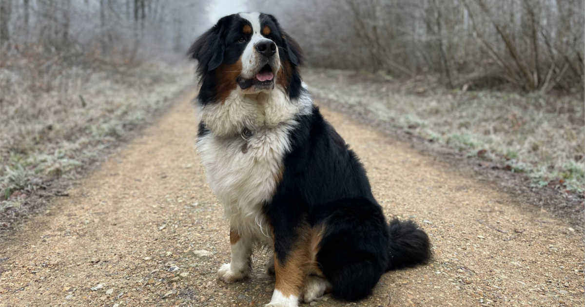 Dog Breeds Long Hair Large: Majestic Giants Explained
