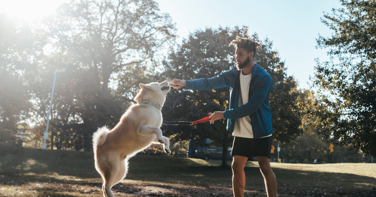 How to Train Dogs Not to Jump: Expert Tips