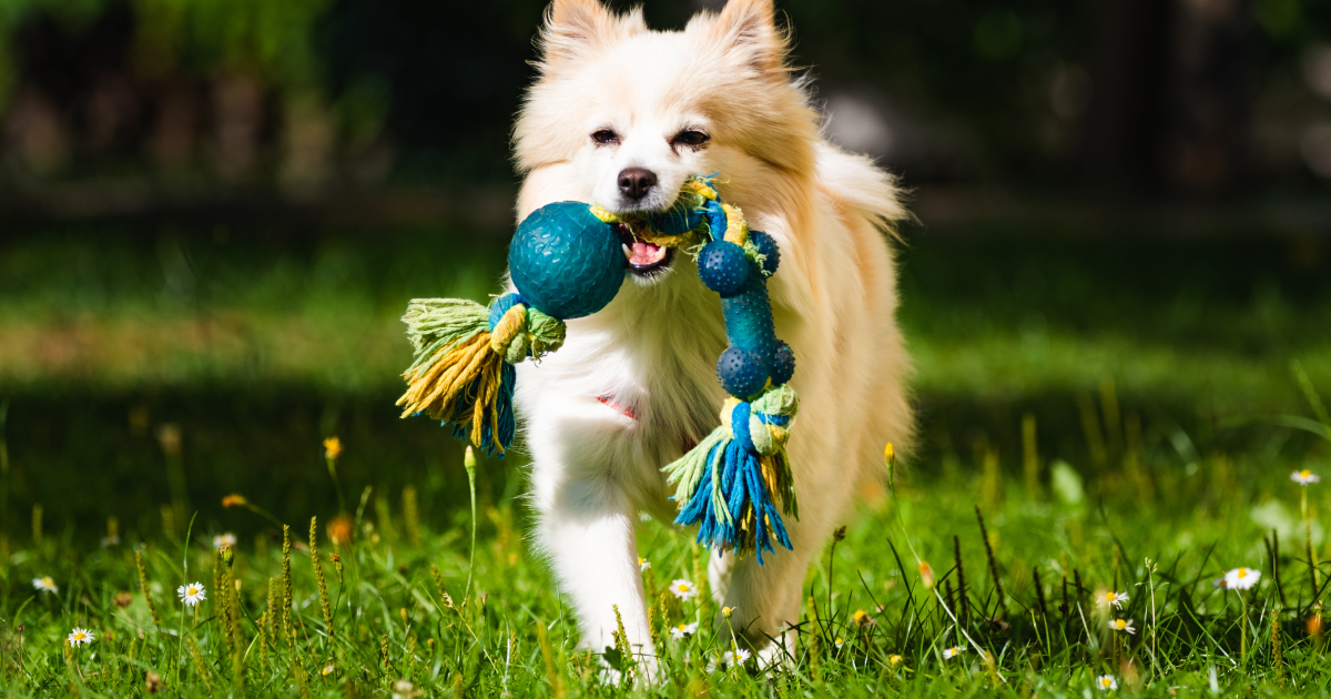 Why Do Dogs Carry around Toys: Surprising Reasons Explained