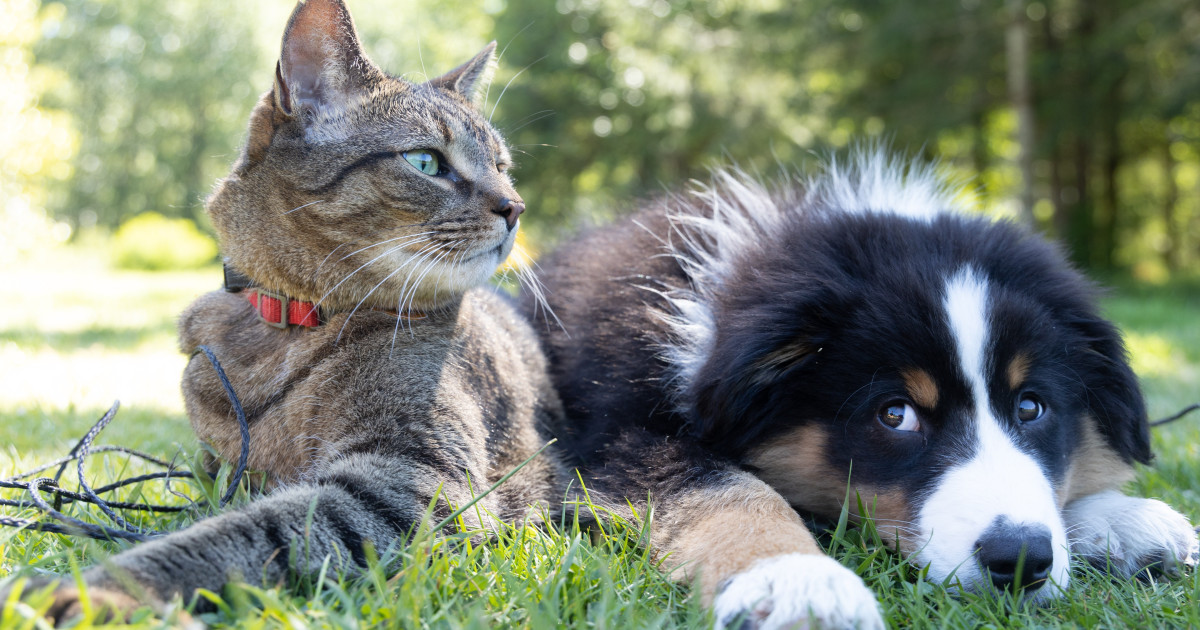 Are Dogs Easier to Train Than Cats: Unveiling the Truth