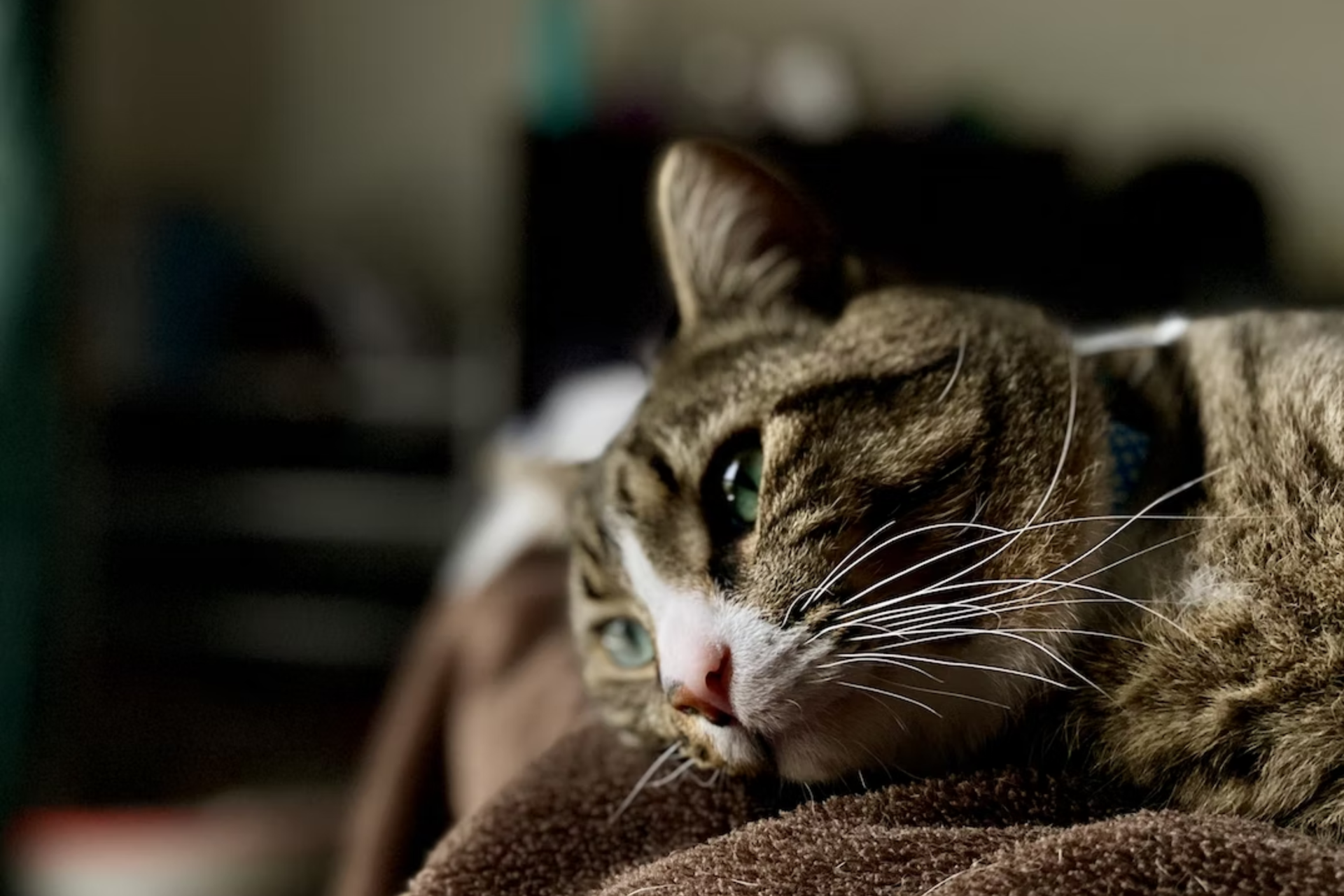 How To Treat A Sick Cat Without Going To The Vet? Easy Home Remedies