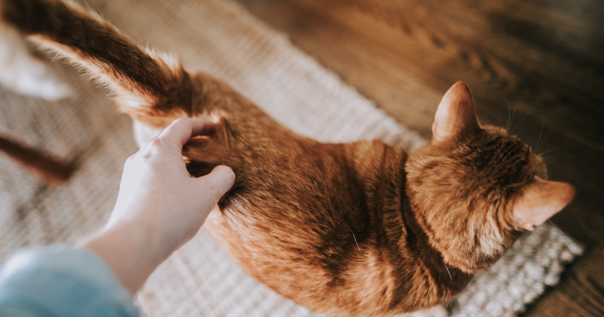 How to Treat a Cat Broken Leg at Home: Quick & Safe Steps