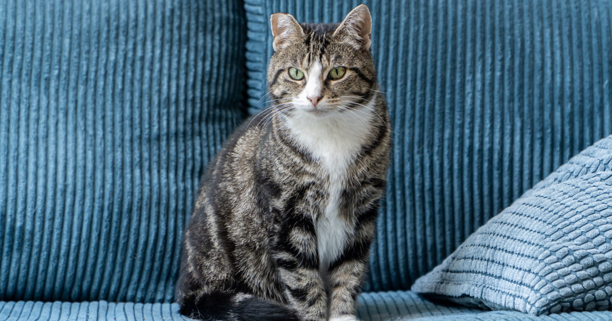 How to Correct Bad Cat Behaviour: Effective Tips That Work Fast