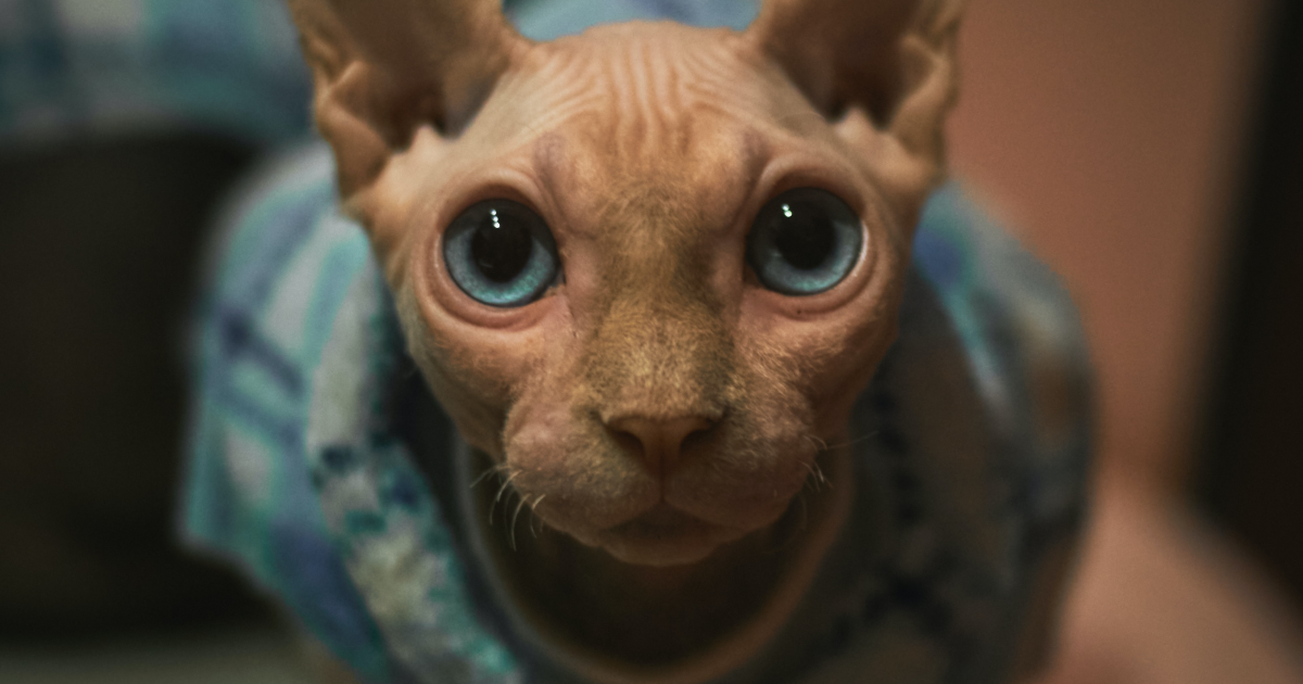 Weird Cat Breeds: Uncover Rare and Exotic Felines