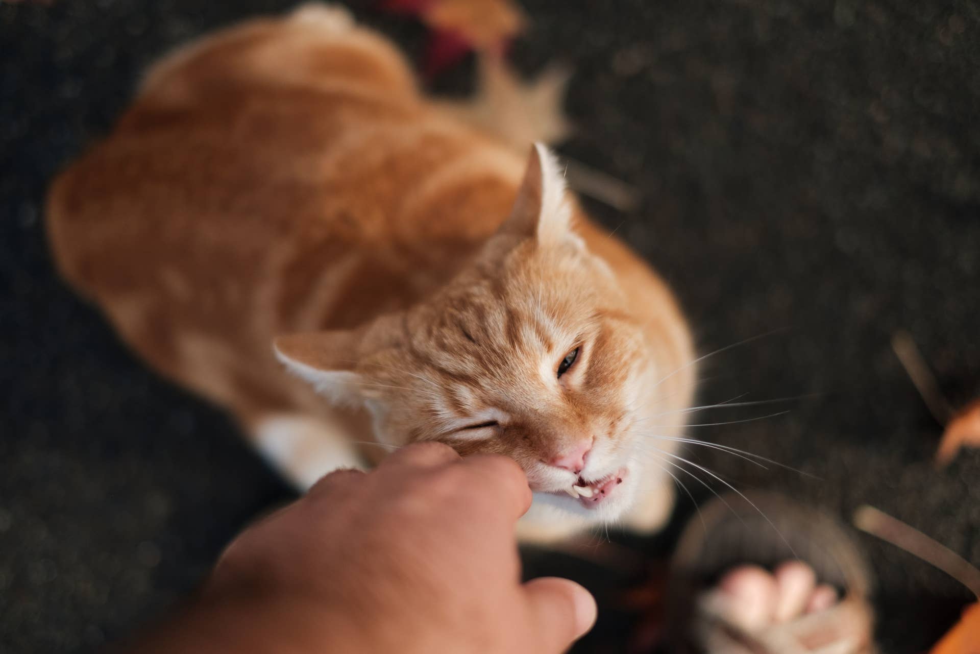 How to Deal With Cat Behavior Issues Biting: Expert Tips to Stop It