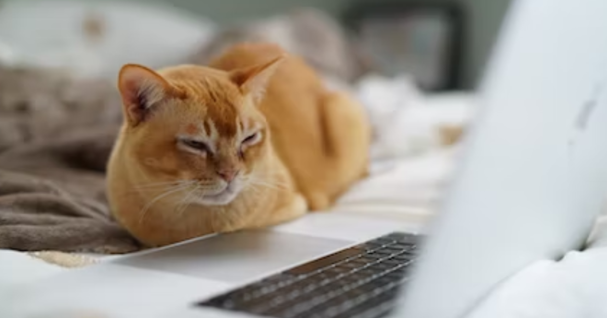 Why Does My Cat Pee on My Bed: Shocking Reasons & Solutions