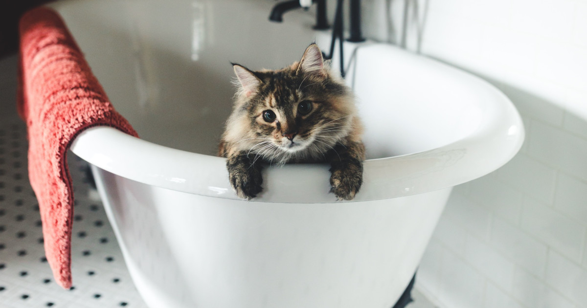 Do You Need to Bathe a Cat: Essential Tips for Cat Owners