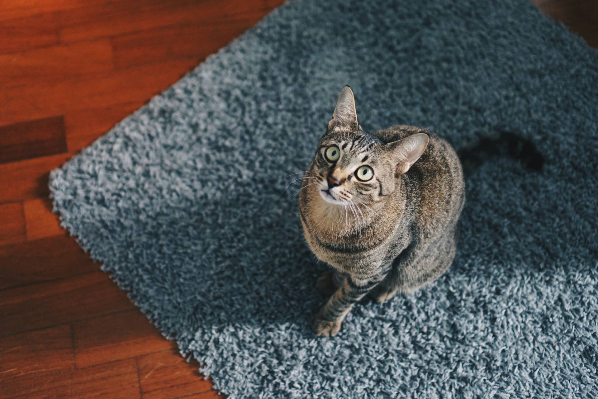 Why Do I Smell Cat Urine When There is None: Shocking Causes Revealed