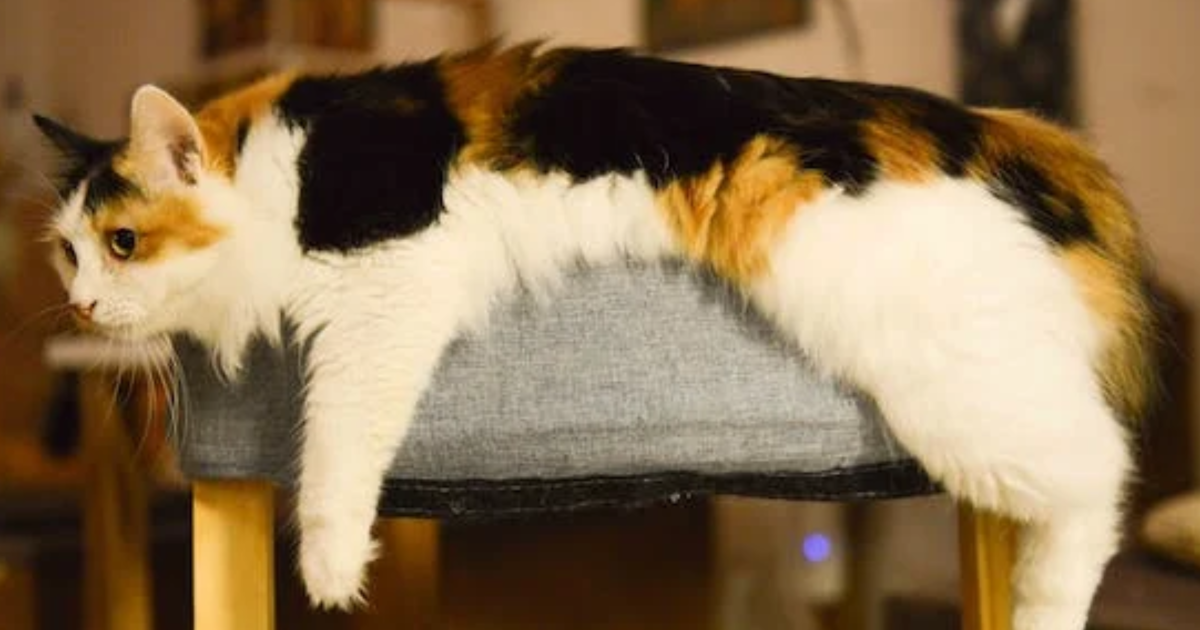 Breeds of Calico Cats: Stunning Varieties You Must Know