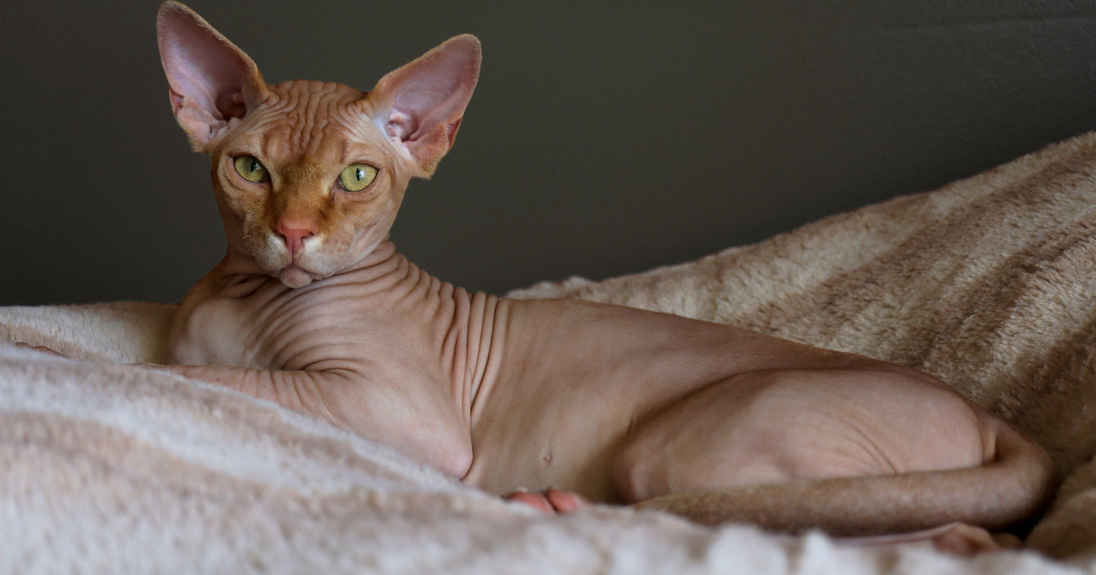 Cat Breeds That Shed the Least: Top Low-Shedding Cats Revealed
