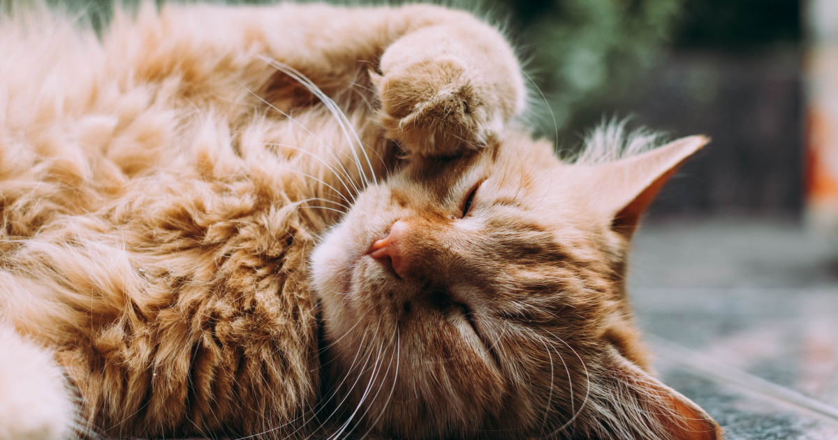 Do All Male Cats Spray? Uncover the Surprising Truth