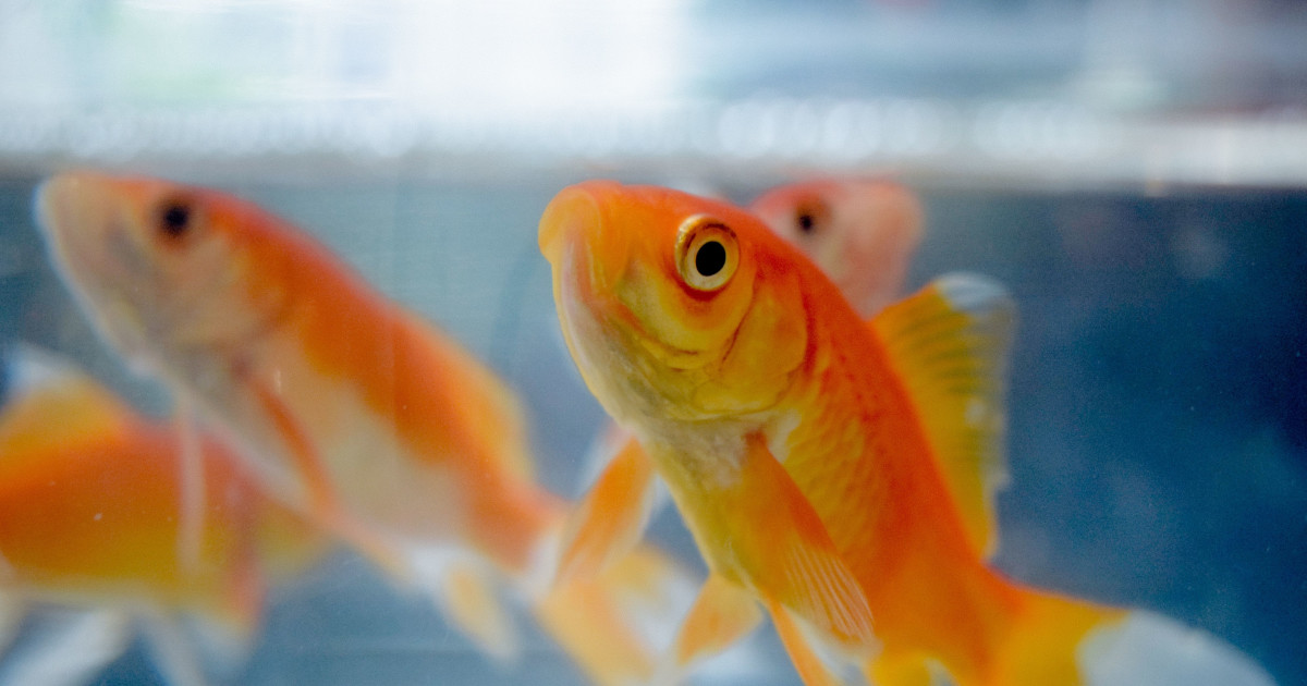 Goldfish Compatible Tankmates: Top Picks for a Thriving Aquarium