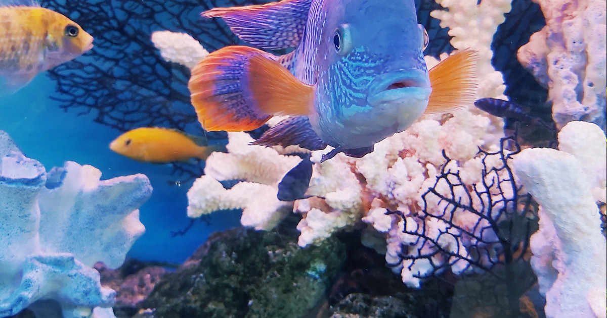 How to Set Up a Species-Specific Reef Tank: Expert Tips & Tricks