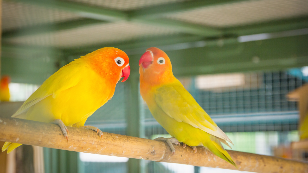 Does Love Birds Lay Eggs in Cage: Essential Facts Revealed!