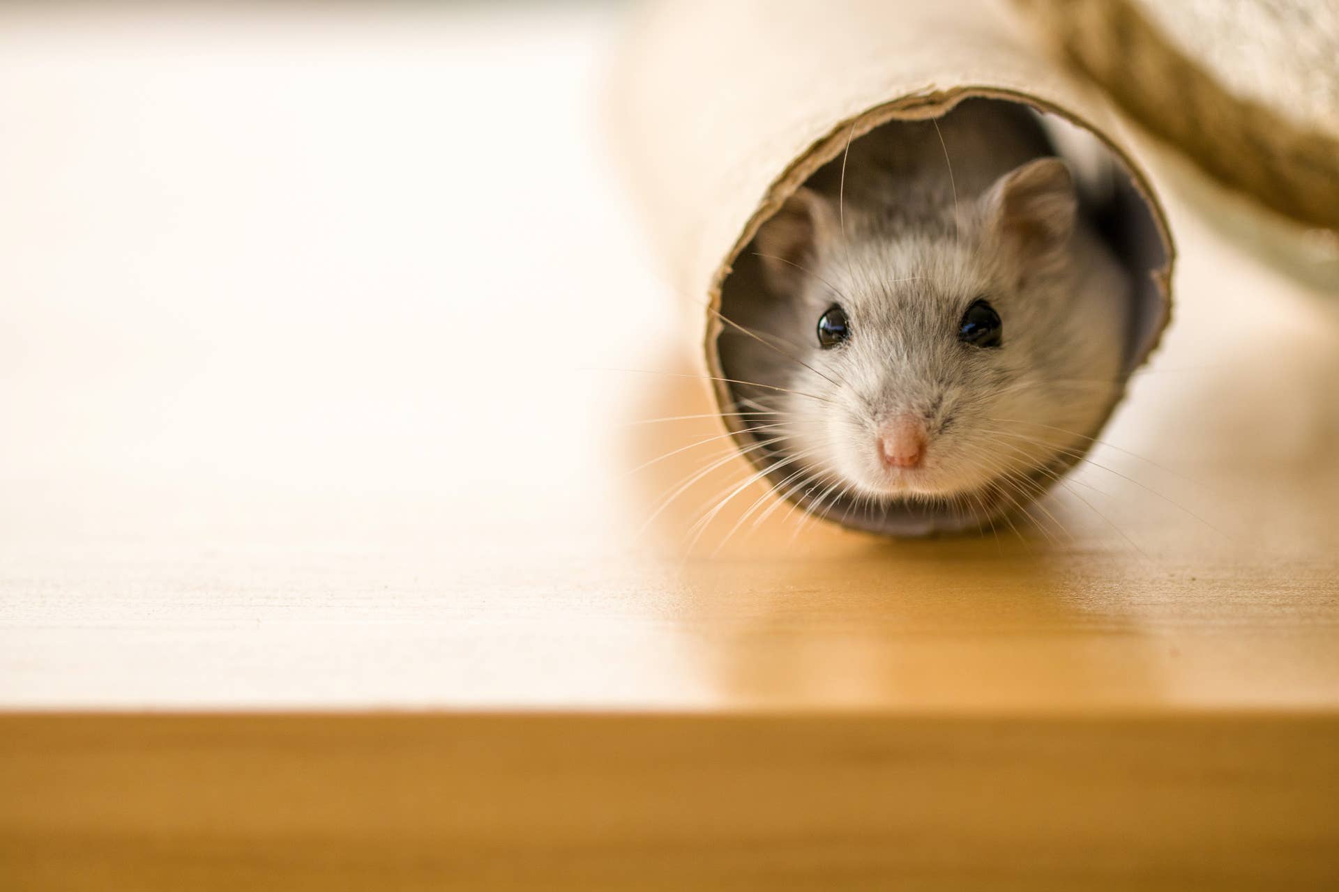 What Cat Breeds Do Pet Stores Get Hamsters: Surprising Facts Revealed