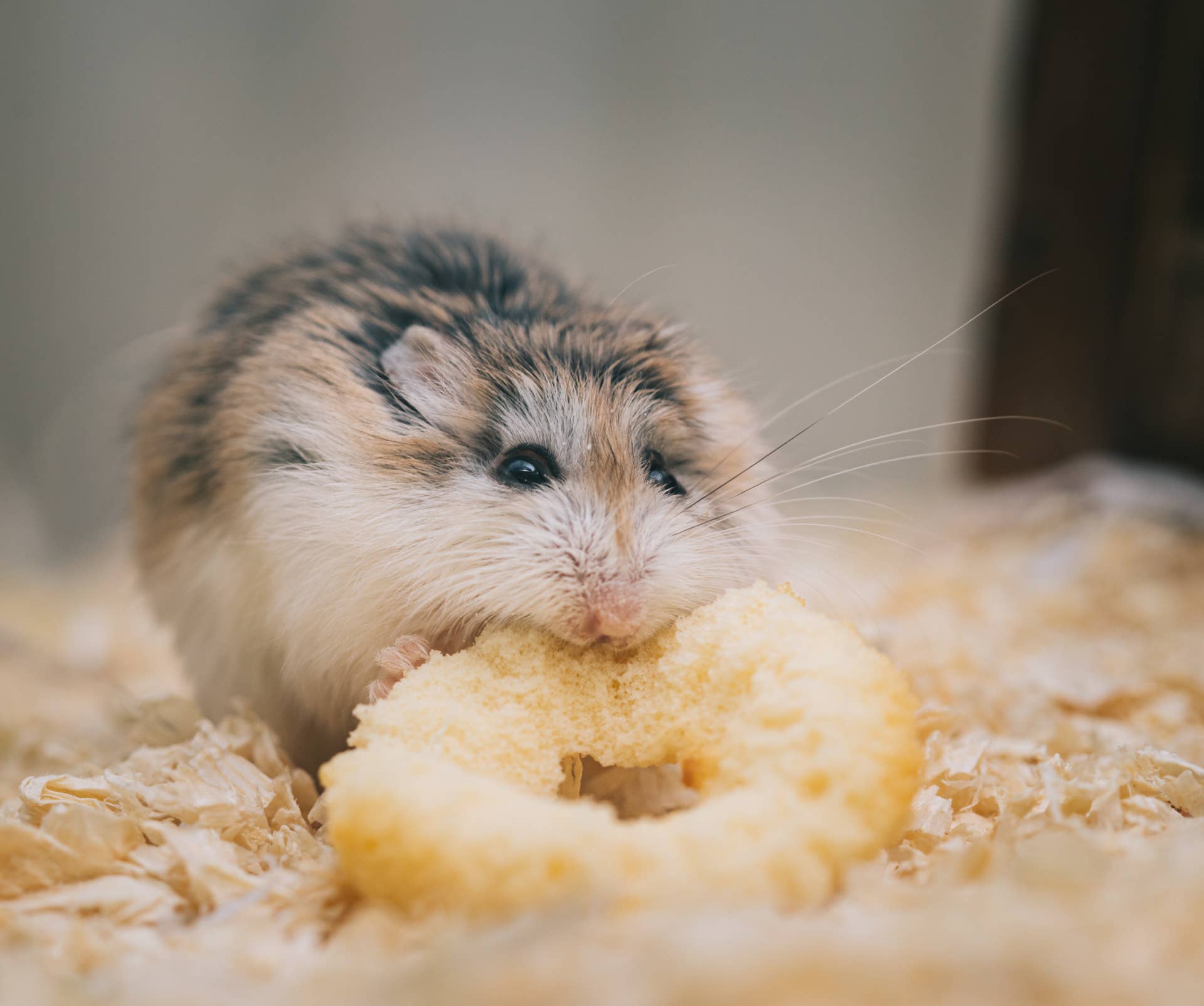 Can Hamsters Eat Dog Kibble: Surprising Facts You Must Know