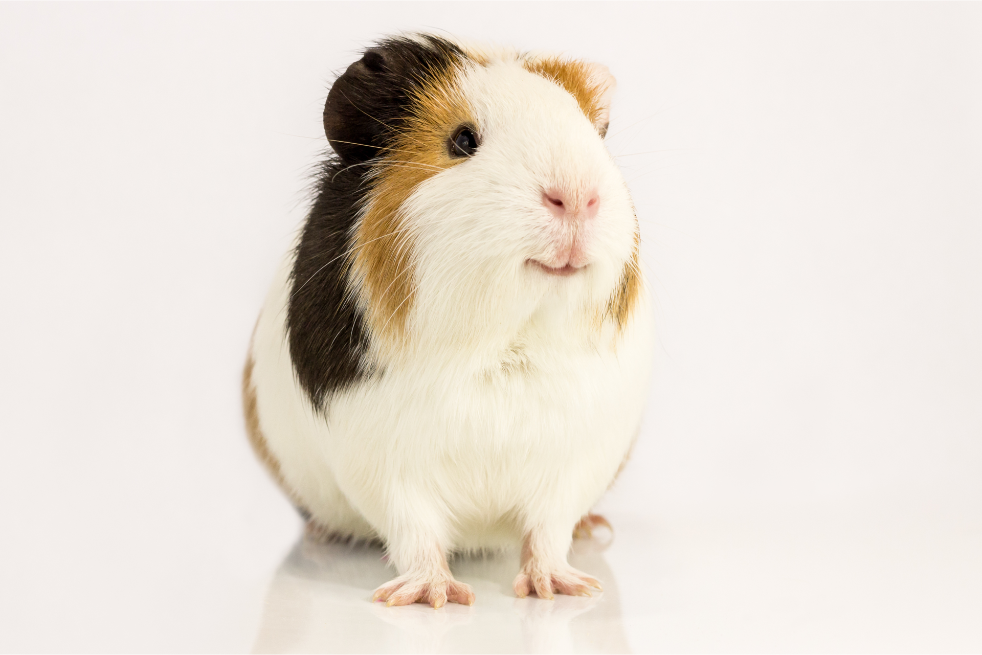 Can Dog Food Hurt Guinea Pigs: Risks You Must Know