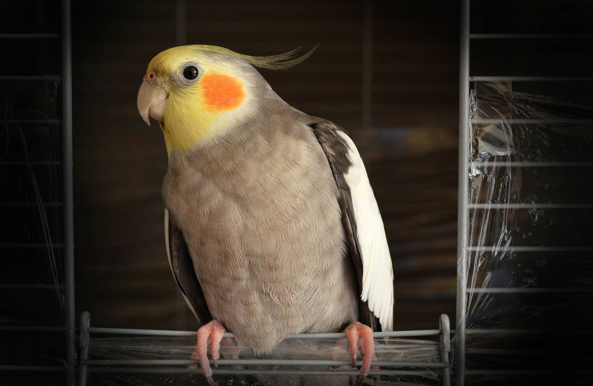 What Pet Bird Should You Get: Ultimate Guide to Perfect Choices
